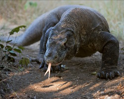 L'île de Komodo L'île de Komodo
