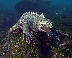 Iguane marin des Galapagos (Amblyrhynchus cristatus) Iguane marin des Galapagos (Amblyrhynchus cristatus)