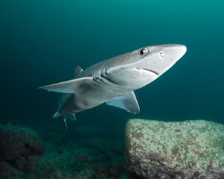 Aiguillat commun (Squalus acanthias) Aiguillat commun (Squalus acanthias)