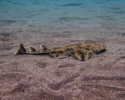 Requin ange de mer commun (Squatina squatina) Requin ange de mer commun (Squatina squatina)