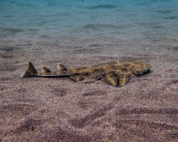 Requin ange de mer commun (Squatina squatina)