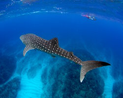 Un requin baleine à Ningaloo Reef