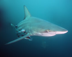 Requin bordé (Carcharhinus limbatus)
