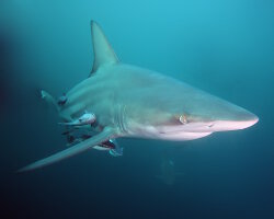 Requin bordé (Carcharhinus limbatus) Requin bordé (Carcharhinus limbatus)