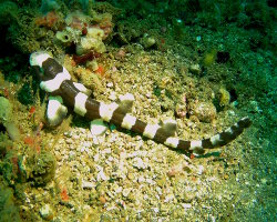 Requin chabot bambou (Chiloscyllium punctatum) Requin chabot bambou (Chiloscyllium punctatum)