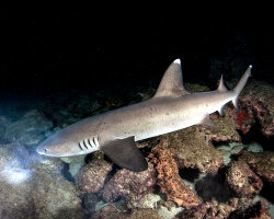 Requin corail (Triaenodon obesus)