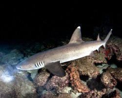 Requin corail (Triaenodon obesus) Requin corail (Triaenodon obesus)