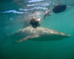 Requin cuivre (Carcharhinus brachyurus)