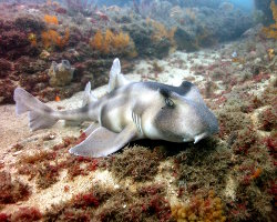 Requin dormeur à crête (Heterodontus galeatus) Requin dormeur à crête (Heterodontus galeatus)