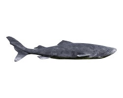 Requin du Groenland (Somniosus microcephalus) Requin du Groenland (Somniosus microcephalus)