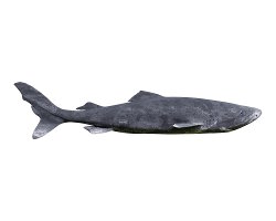 Requin du Groenland (Somniosus microcephalus)