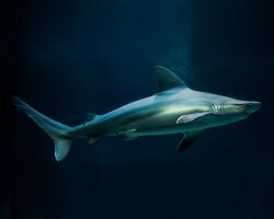 Requin gris (Carcharhinus plumbeus) Requin gris (Carcharhinus plumbeus)