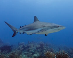 Requin gris de récif (Carcharhinus amblyrhynchos) Requin gris de récif (Carcharhinus amblyrhynchos)