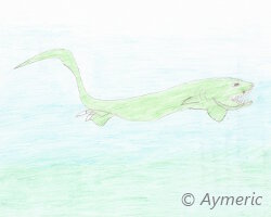 Requin lézard (Chlamydoselachus anguineus) Requin lézard (Chlamydoselachus anguineus)