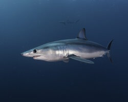 Requin mako (Isurus oxyrinchus) Requin mako (Isurus oxyrinchus)