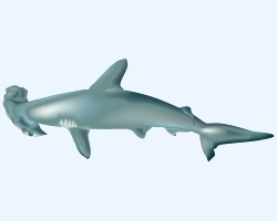 Requin marteau (9 espèces) Requin marteau (9 espèces)