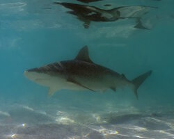 Requin nez noir (Carcharhinus acronotus) Requin nez noir (Carcharhinus acronotus)