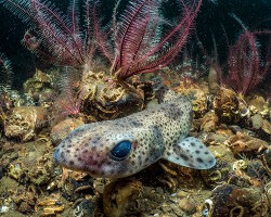 Petite roussette (Scyliorhinus canicula)