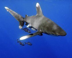 Requin pointe blanche océanique ou requin longimanus (Carcharhinus longimanus)