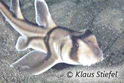 Requin dormeur taureau (Heterodontus portusjacksoni)