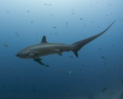 Requin renard pélagique (Alopias pelagicus) Requin renard pélagique (Alopias pelagicus)
