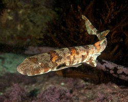 Roussette sombre (Haploblepharus pictus) Roussette sombre (Haploblepharus pictus)