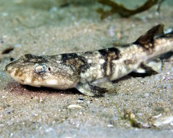 Roussette vipérine (Haploblepharus edwardsii) Roussette vipérine (Haploblepharus edwardsii)