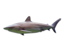 Requin sombre (Carcharhinus obscurus) Requin sombre (Carcharhinus obscurus)