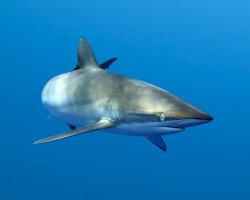 Requin soyeux (Carcharhinus falciformis) Requin soyeux (Carcharhinus falciformis)