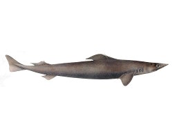 Squale-chagrin de l’Atlantique (Centrophorus squamosus) Squale-chagrin de l’Atlantique (Centrophorus squamosus)
