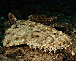 Requin tapis barbu (Eucrossorhinus dasypogon) Requin tapis barbu (Eucrossorhinus dasypogon)