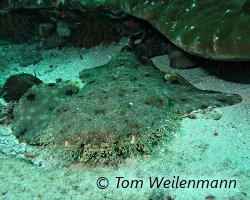 Requin tapis barbu (Eucrossorhinus dasypogon) Requin tapis barbu (Eucrossorhinus dasypogon)