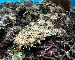 Requin tapis moustache (Orectolobus japonicus) Requin tapis moustache (Orectolobus japonicus)