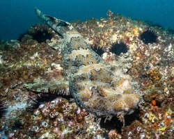 Requin tapis paste (Orectolobus ornatus) Requin tapis paste (Orectolobus ornatus)