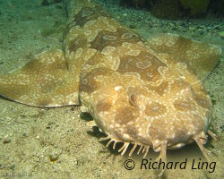 Requin tapis tacheté (Orectolobus maculatus)