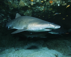 Requin taureau (Carcharias taurus)