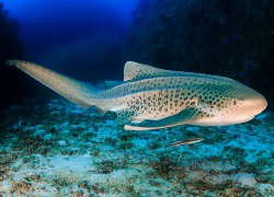 Requin zèbre (Stegostoma fasciatum) Requin zèbre (Stegostoma fasciatum)