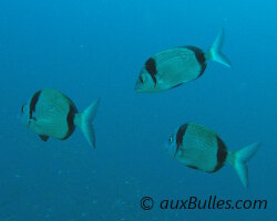 Sar à tête noire (Diplodus vulgaris)