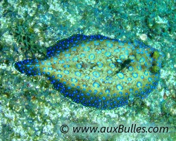 Sole tropicale (Bothus lunatus) Sole tropicale (Bothus lunatus)