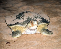 Tortue de mer à dos plat (Natator depressus) Tortue de mer à dos plat (Natator depressus)