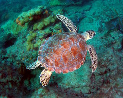 Tortue de mer caouanne (Caretta caretta) Tortue de mer caouanne (Caretta caretta)