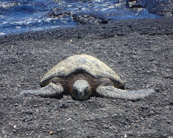 Tortue de mer de Kemp (Lepidochelys kempii) Tortue de mer de Kemp (Lepidochelys kempii)