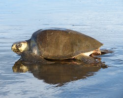 Tortue de mer olivâtre (Lepidochelys olivacea) Tortue de mer olivâtre (Lepidochelys olivacea)