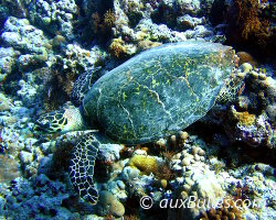 Tortue de mer (7 espèces) Tortue de mer (7 espèces)