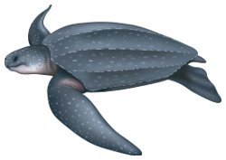 Tortue luth (Dermochelys coriacea) Tortue luth (Dermochelys coriacea)