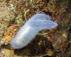Ascidie vitreuse (Ascidia paratropa) Ascidie vitreuse (Ascidia paratropa)
