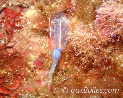 Claveline bleutée de Méditerranée (Clavelina dellavallei)