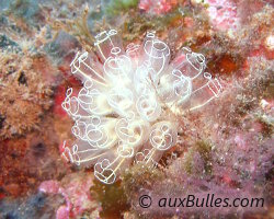 Claveline (Clavelina lepadiformis) Claveline (Clavelina lepadiformis)