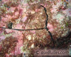 Bonellie verte (Bonellia viridis) Bonellie verte (Bonellia viridis)