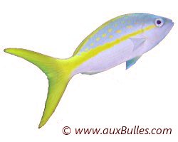 Vivaneau queue jaune (Ocyurus chrysurus) Vivaneau queue jaune (Ocyurus chrysurus)